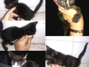Gato raça Não sei  idade Abaixo de 2 meses nome Sem nome
