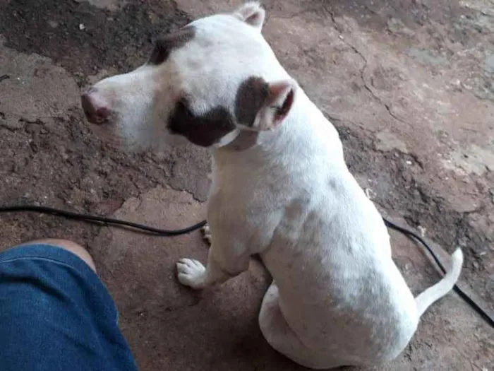 Cachorro ra a Por bull  idade 3 anos nome Bryhian 