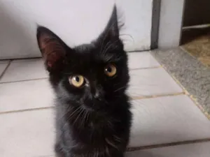Gato raça  idade 2 a 6 meses nome Toy