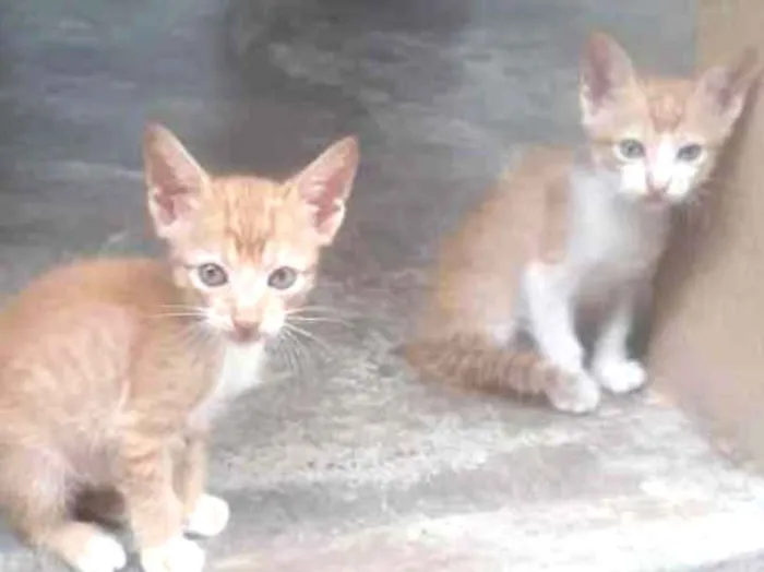 Gato ra a  idade Abaixo de 2 meses nome Sem nome