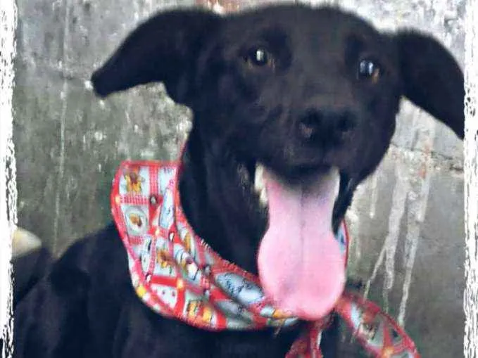 Cachorro ra a Srd idade 2 anos nome Srd