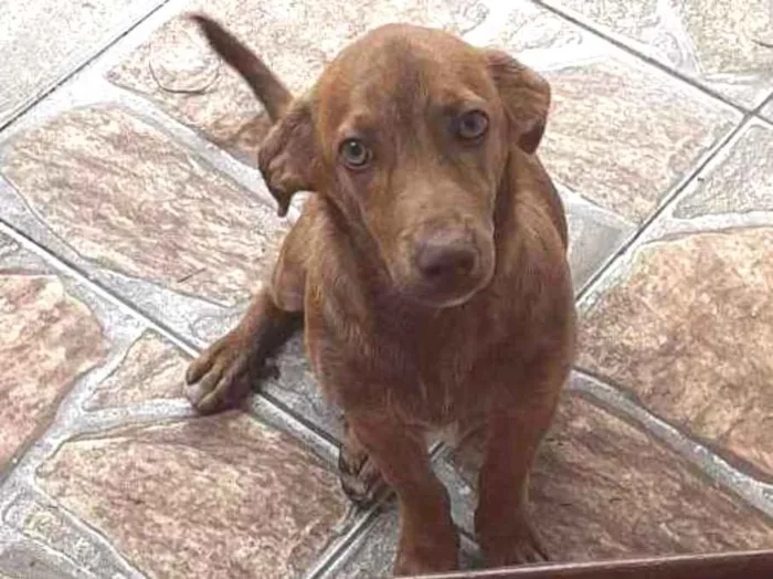 Cachorro ra a Srd idade 2 a 6 meses nome Caio