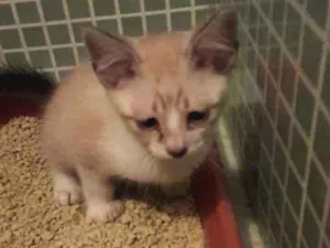 Gato raça srd idade 2 a 6 meses nome toti