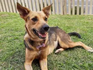 Cachorro raça SRD idade 1 ano nome Melissa