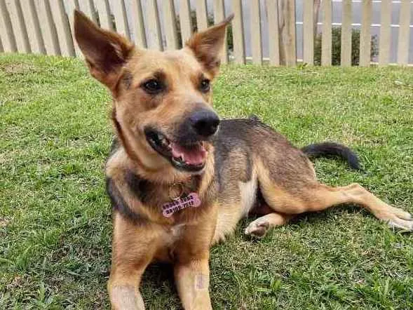 Cachorro ra a SRD idade 1 ano nome Melissa