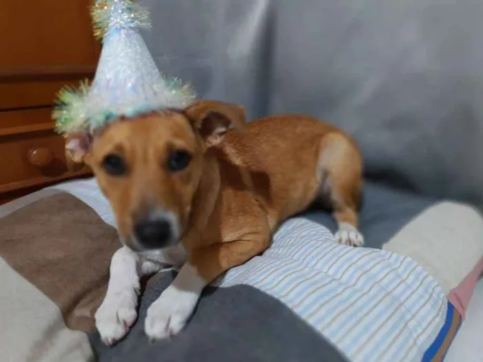 Cachorro ra a SRD idade 2 a 6 meses nome Mel