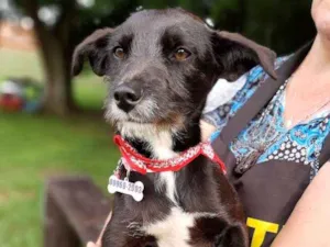 Cachorro raça SRD idade 1 ano nome Bita
