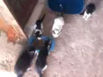 5 gatos