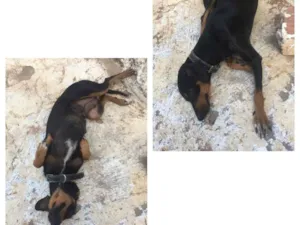 Cachorro raça Pit com barsê idade 2 anos nome Meg