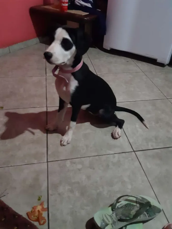 Cachorro ra a Pitbull misturada  idade 7 a 11 meses nome Shakira 