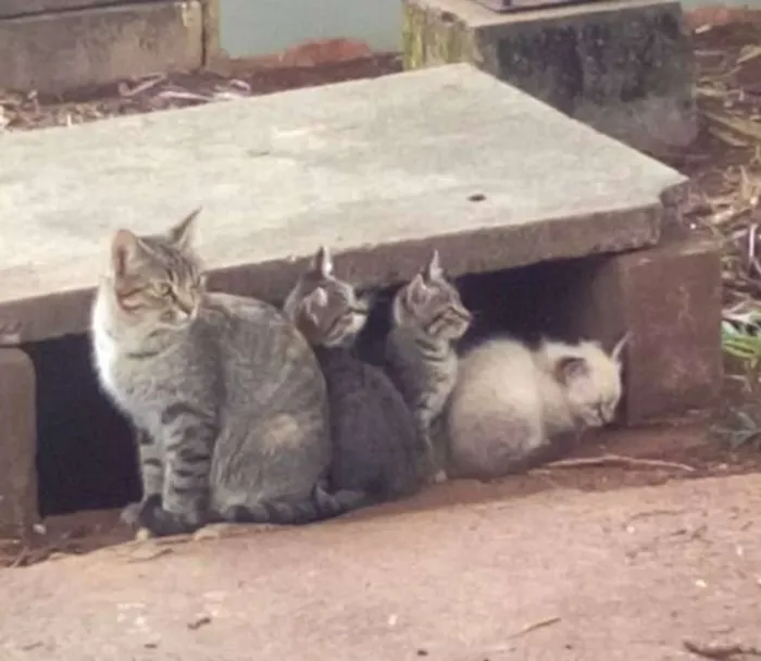 Gato ra a Indefinida idade Abaixo de 2 meses nome Sem nome