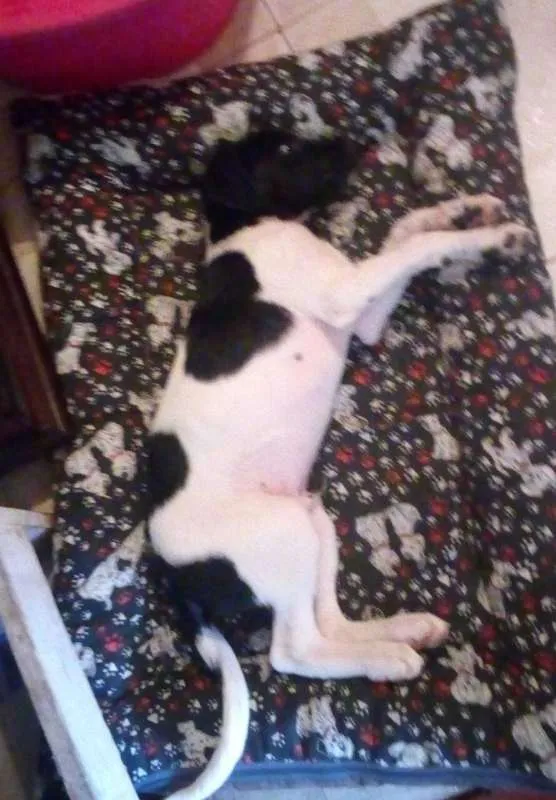 Cachorro ra a SRD idade 2 a 6 meses nome Doguito