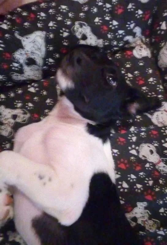 Cachorro ra a SRD idade 2 a 6 meses nome Doguito