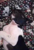 Doguito