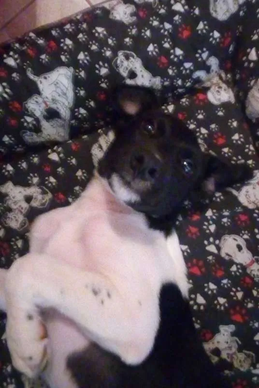 Cachorro ra a SRD idade 2 a 6 meses nome Doguito