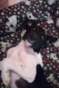 Doguito