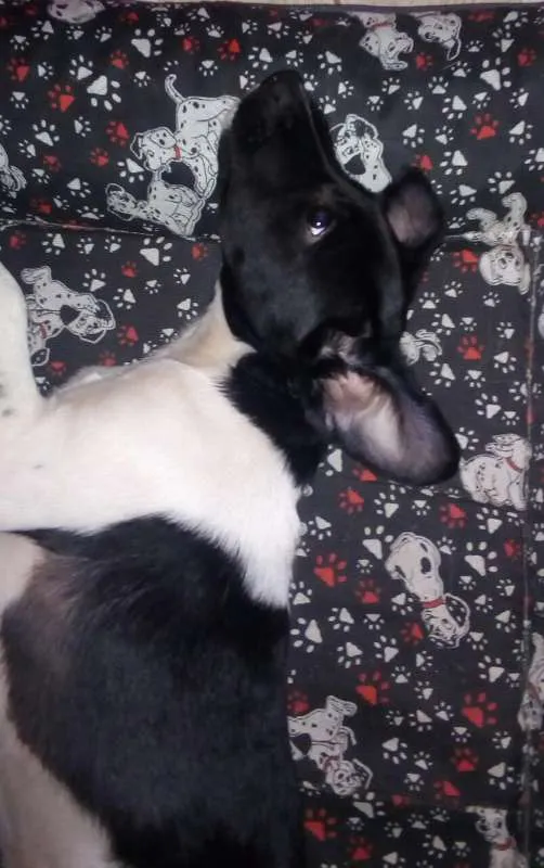 Cachorro ra a SRD idade 2 a 6 meses nome Doguito