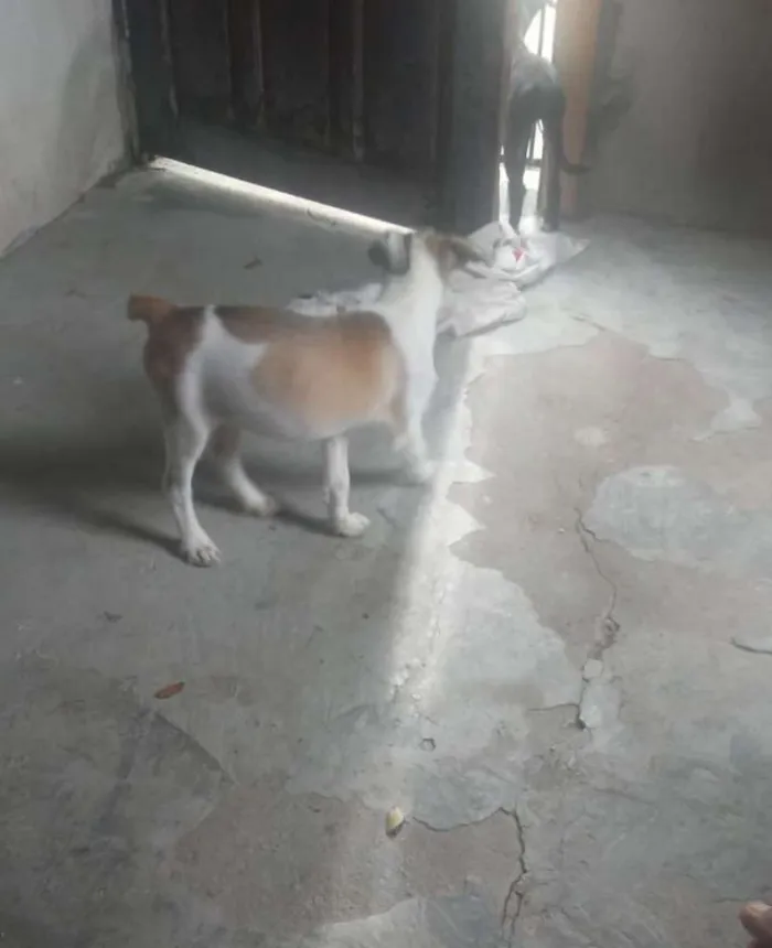 Cachorro raça Vira lata idade 2 a 6 meses nome Pandora