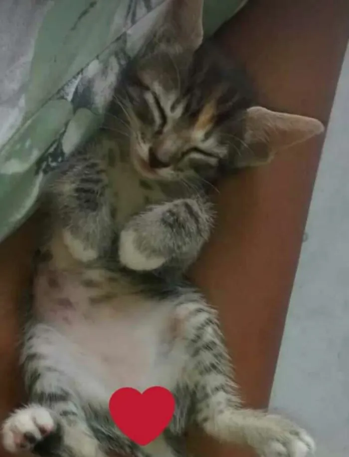 Gato ra a Sem raça definida idade 7 a 11 meses nome Shaiene e suas filha