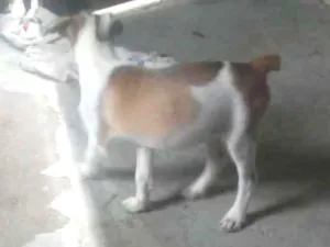 Cachorro raça Vira lata idade 2 a 6 meses nome Pandora