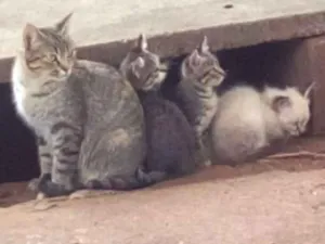 Gato raça Indefinida idade Abaixo de 2 meses nome Sem nome