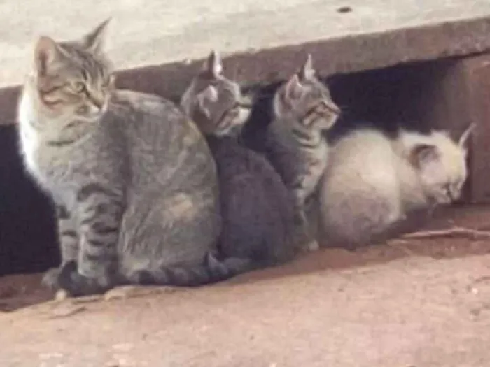 Gato ra a Indefinida idade Abaixo de 2 meses nome Sem nome