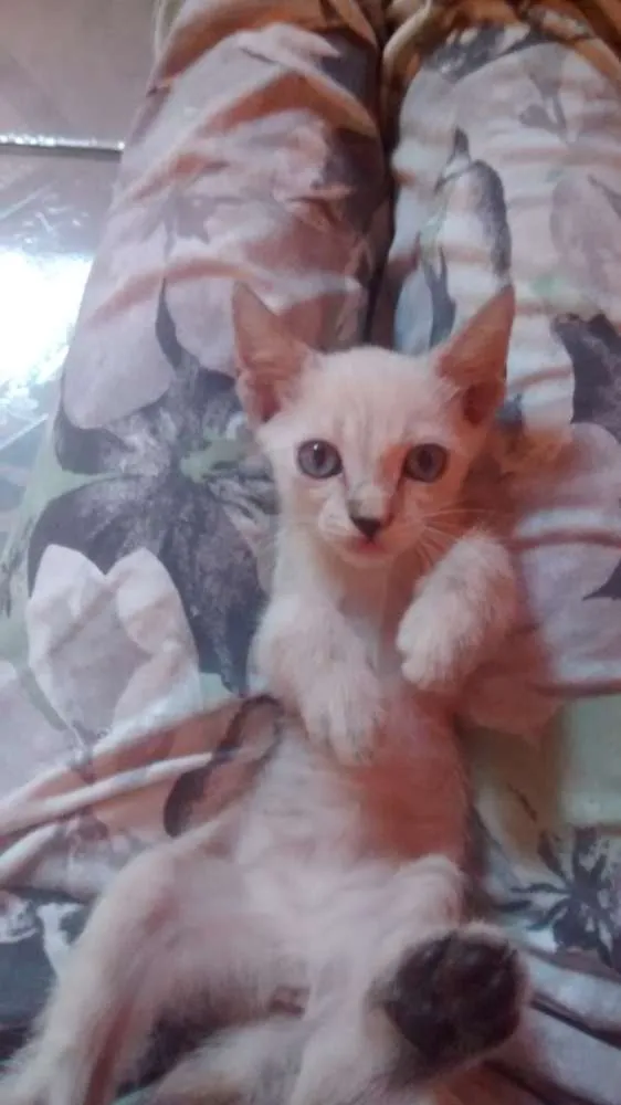 Gato ra a Sem raça definida idade 7 a 11 meses nome Shaiene e suas filha