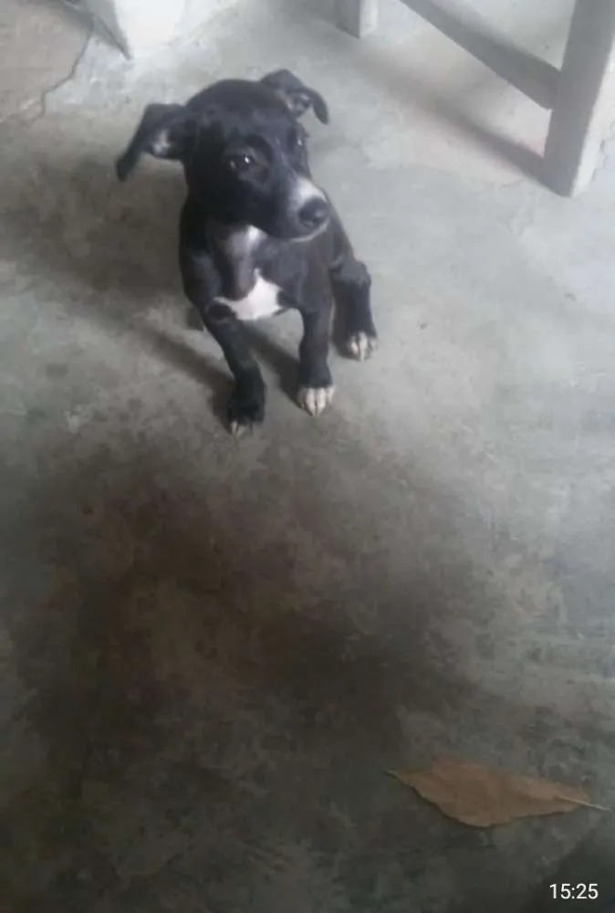 Cachorro raça Vira lata idade 2 a 6 meses nome Fúria da noite