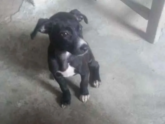 Cachorro raça Vira lata idade 2 a 6 meses nome Fúria da noite