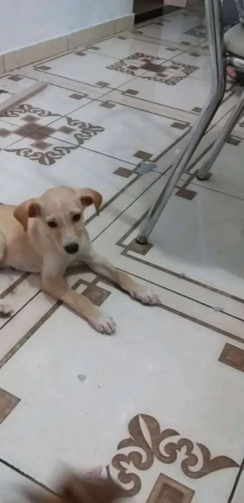 Cachorro raça Vira lata idade 2 a 6 meses nome Branquinha