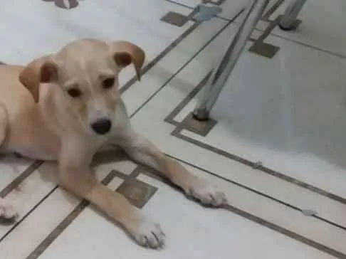 Cachorro raça Vira lata idade 2 a 6 meses nome Branquinha
