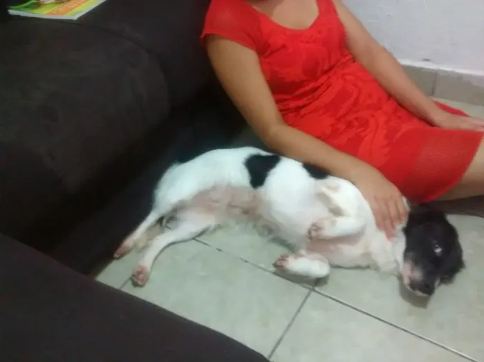 Cachorro ra a srd idade 6 ou mais anos nome Mel