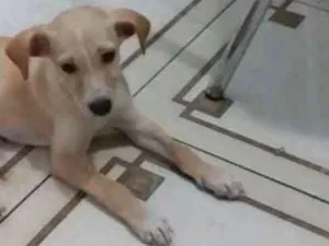 Cachorro raça Vira lata idade 2 a 6 meses nome Branquinha