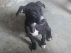 Cachorro raça Vira lata idade 2 a 6 meses nome Fúria da noite