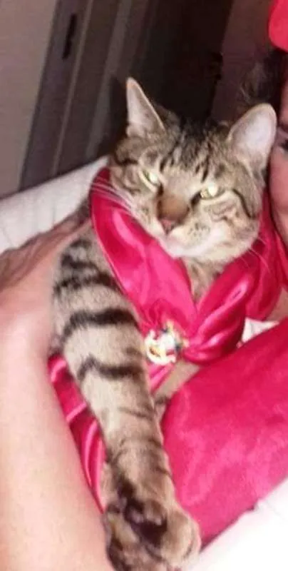Gato ra a  idade 4 anos nome Musthafa