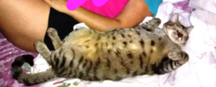 Gato ra a  idade 4 anos nome Musthafa