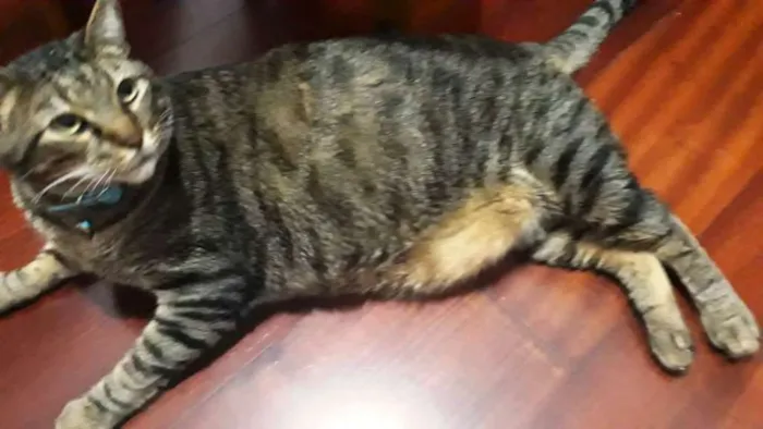 Gato ra a  idade 4 anos nome Musthafa