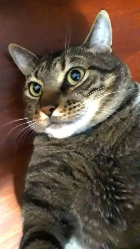 Gato ra a  idade 4 anos nome Musthafa