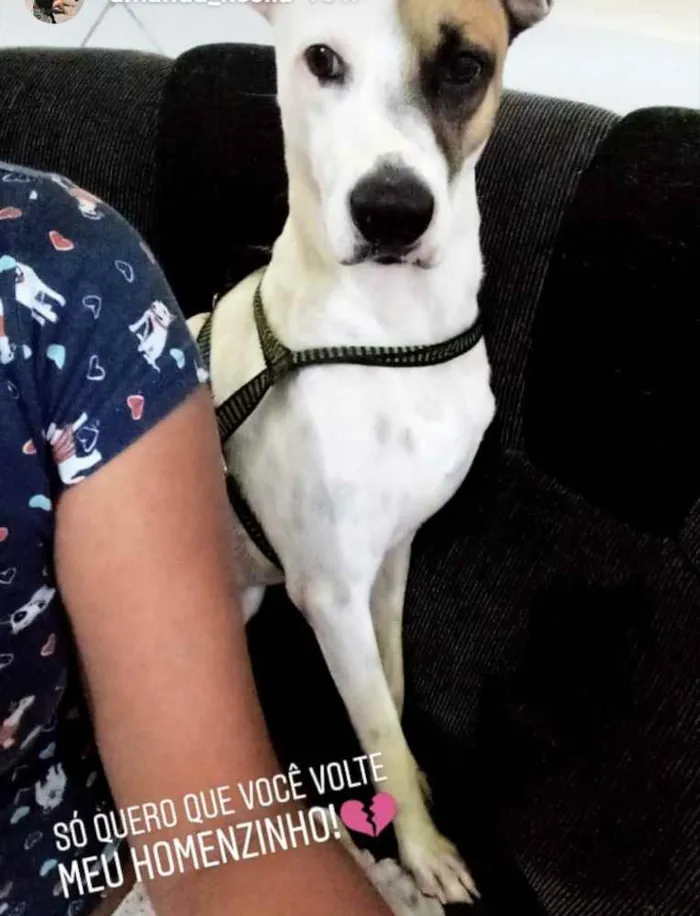 Cachorro ra a Sem raça definida idade 2 anos nome Ragnar