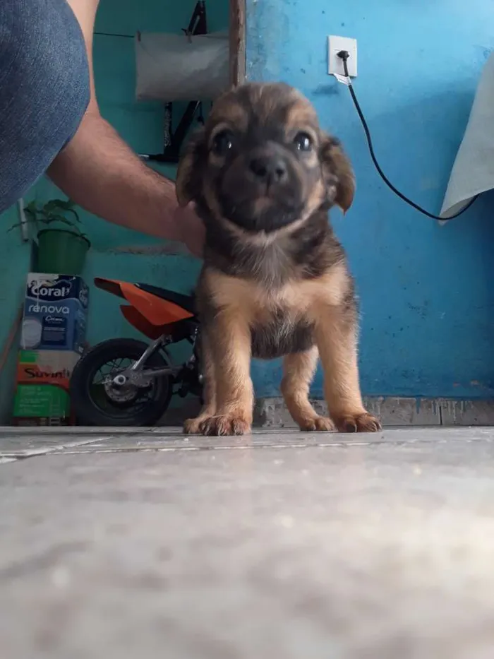 Cachorro ra a Indefinida  idade 2 a 6 meses nome Sem nome.