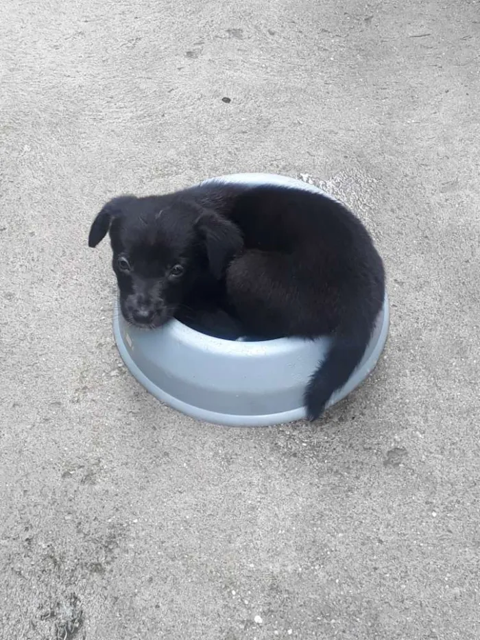 Cachorro ra a Vira Latas idade 2 a 6 meses nome Filhotes sem nome