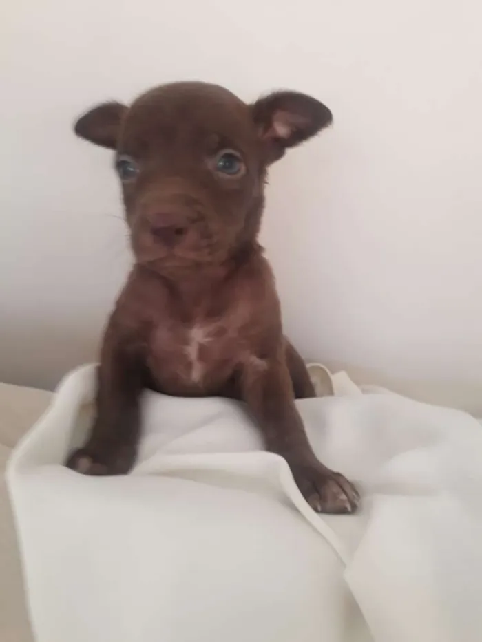 Cachorro ra a Vira Latas idade 2 a 6 meses nome Filhotes sem nome