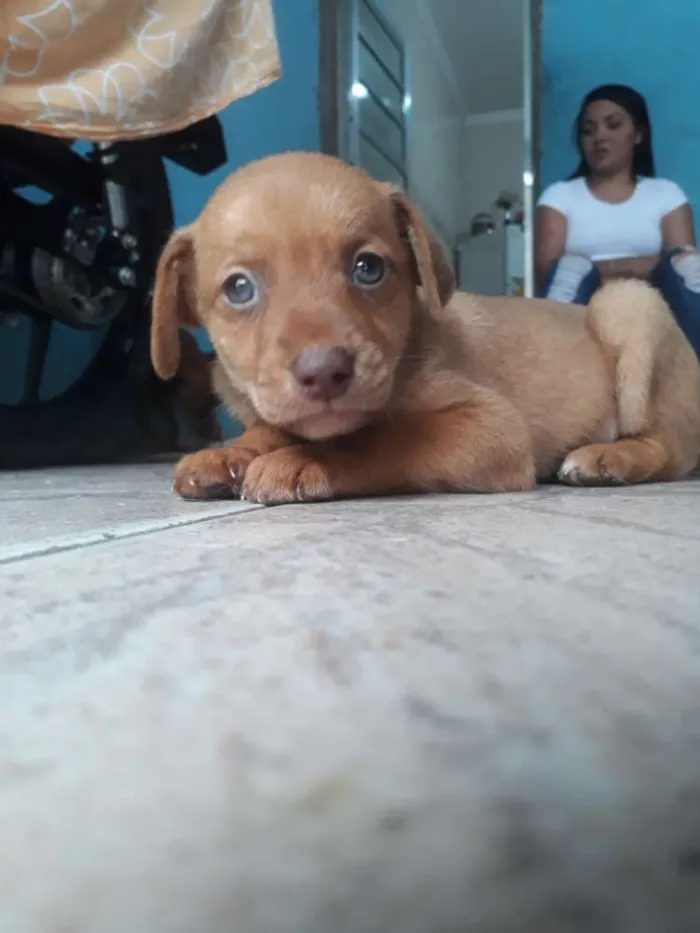 Cachorro ra a Indefinida  idade 2 a 6 meses nome Sem nome.