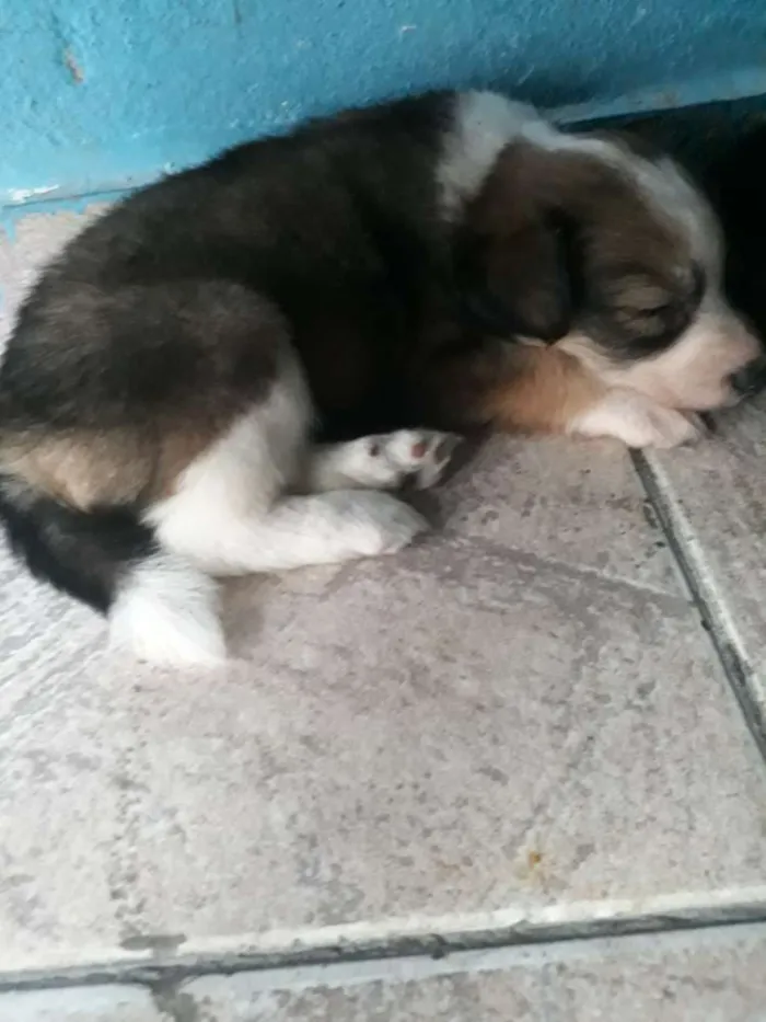 Cachorro ra a Indefinida  idade 2 a 6 meses nome Sem nome.
