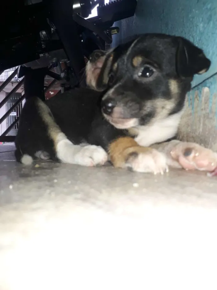 Cachorro ra a Indefinida  idade 2 a 6 meses nome Sem nome.