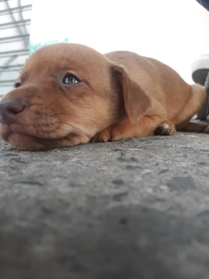 Cachorro ra a Indefinida  idade 2 a 6 meses nome Sem nome.