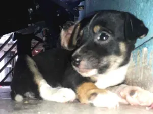 Cachorro raça Indefinida  idade 2 a 6 meses nome Sem nome.