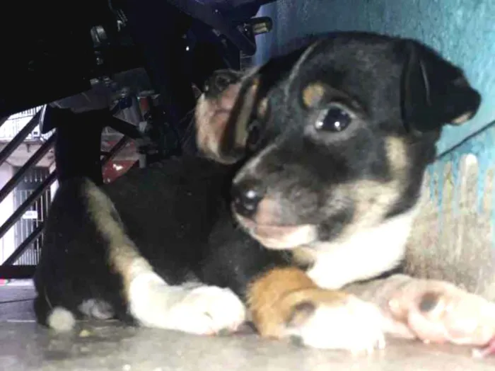 Cachorro ra a Indefinida  idade 2 a 6 meses nome Sem nome.
