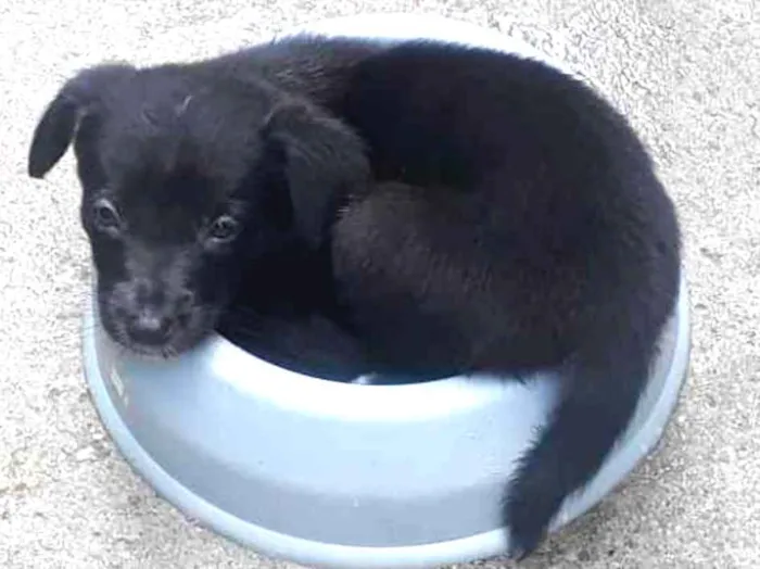 Cachorro ra a Vira Latas idade 2 a 6 meses nome Filhotes sem nome