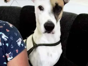 Cachorro raça Sem raça definida idade 2 anos nome Ragnar